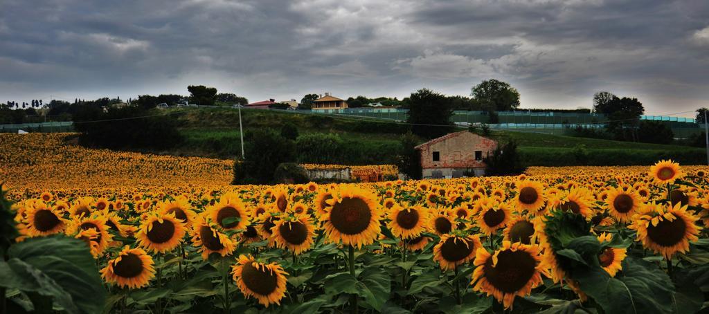Casale Il Cerqueto Bed & Breakfast San Severino Marche Exterior photo