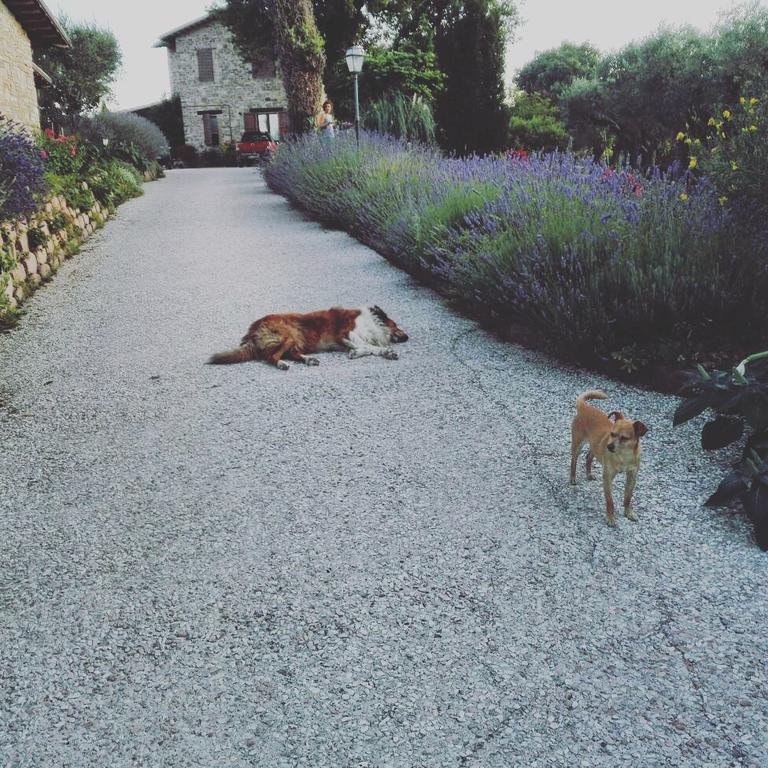 Casale Il Cerqueto Bed & Breakfast San Severino Marche Exterior photo